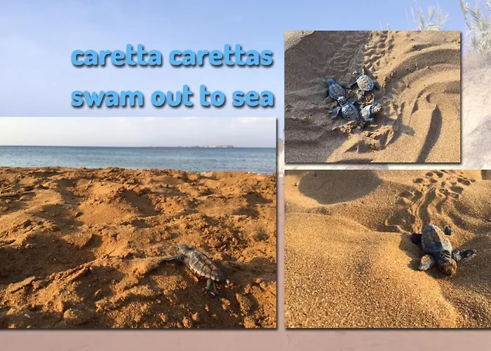 Alekos Beach Houses-Caretta Xi Beach photo